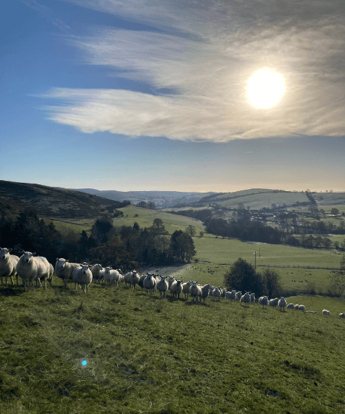 Sheep at The Hollies